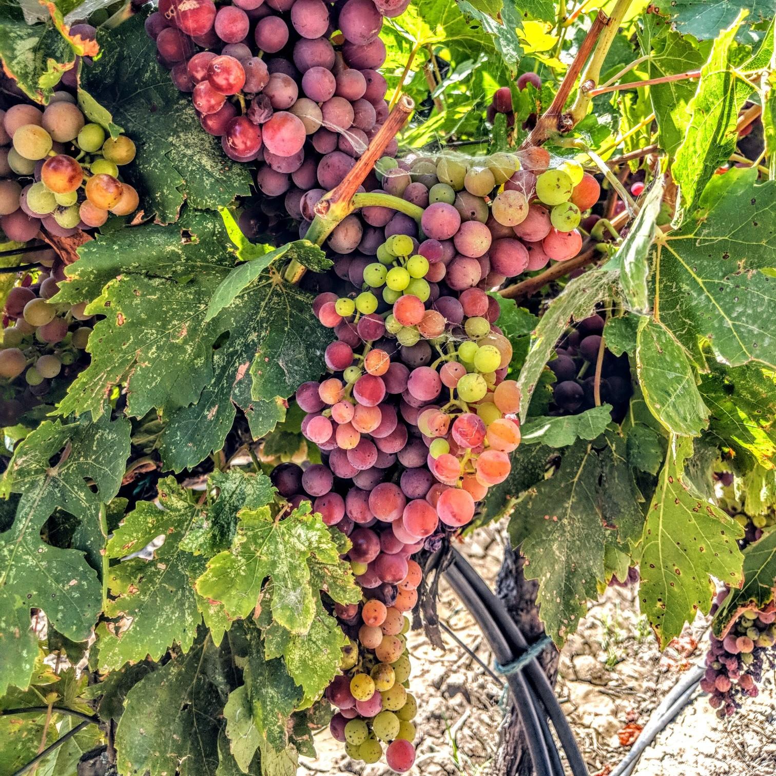 Napa