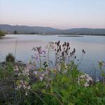 Arcata Marsh & Wildlife Sanctuary