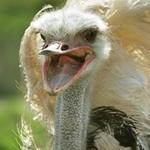 Ostrichland USA