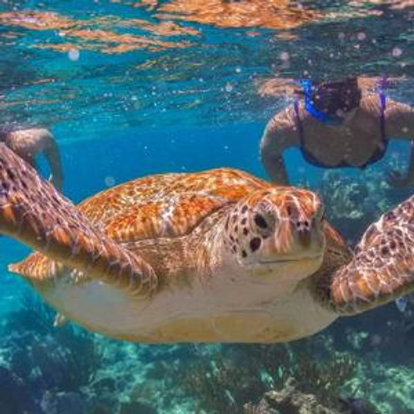 Honeymoon Excursion to Snorkel with Sea Turtles