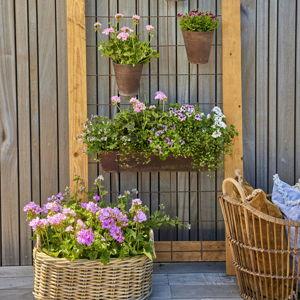 Flowers for our garden