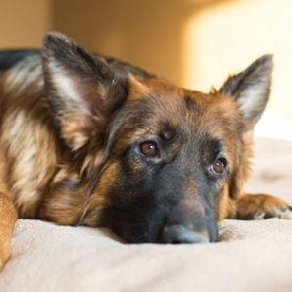 Dog Adoption Fund
