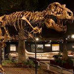 Museum of the Rockies