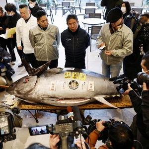 Tuna auction
