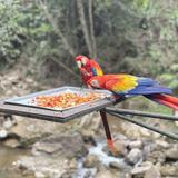 Macaw Mountain Bird Park