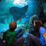 Newport Aquarium