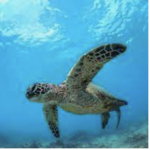 See Honu at Ali'i Beach