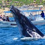 Whale Watching