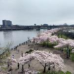 Tom McCall Waterfront Park