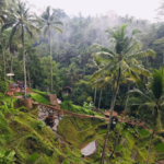 Kajeng Rice Field