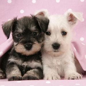 New Puppy Fund