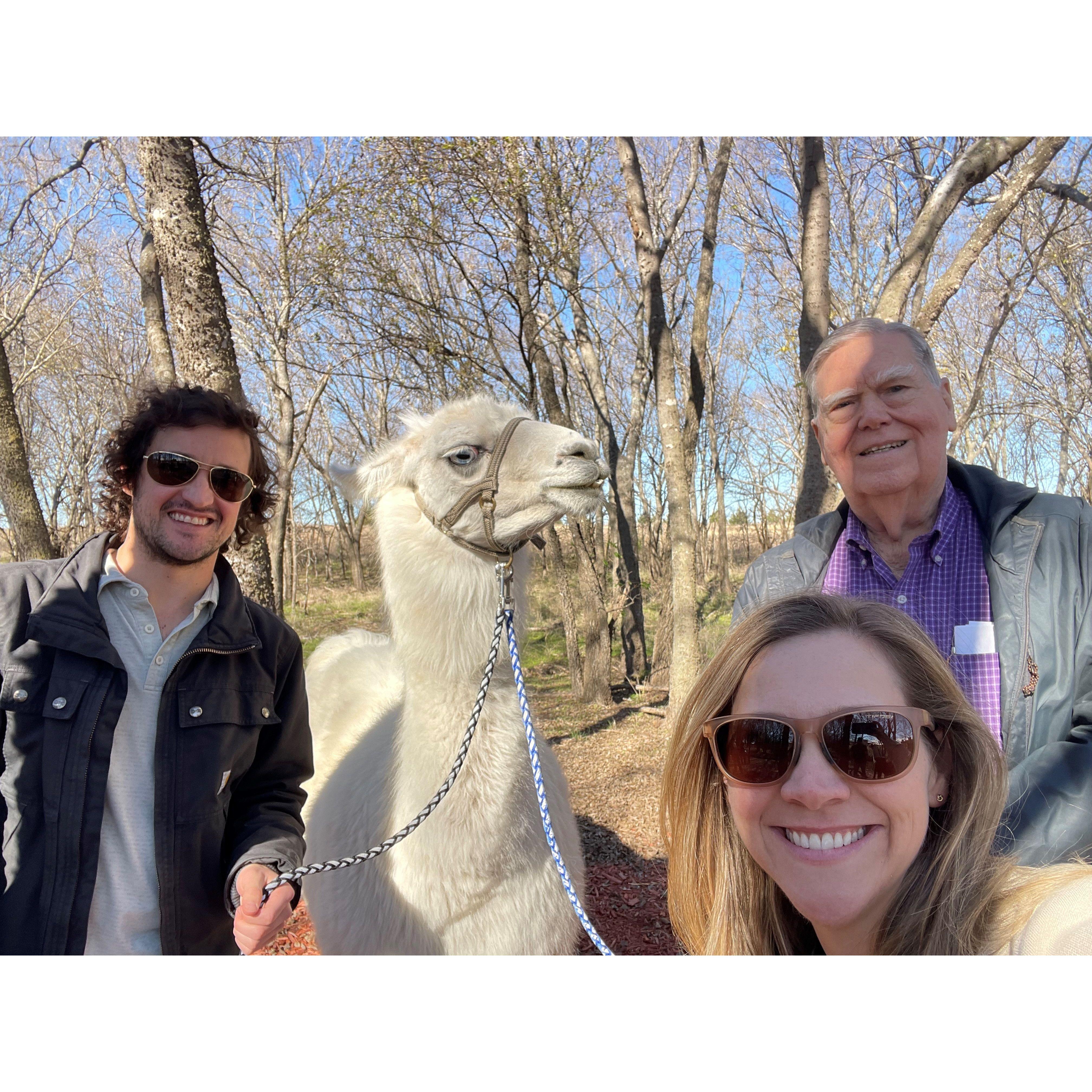 Caleb babysitting a (very unenthused) llama and two children.