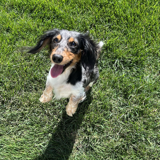 Get Pickle a Backyard!