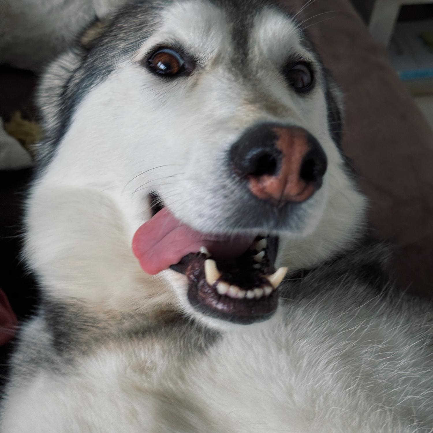 This is Athena - she is crazy and loves cuddling
