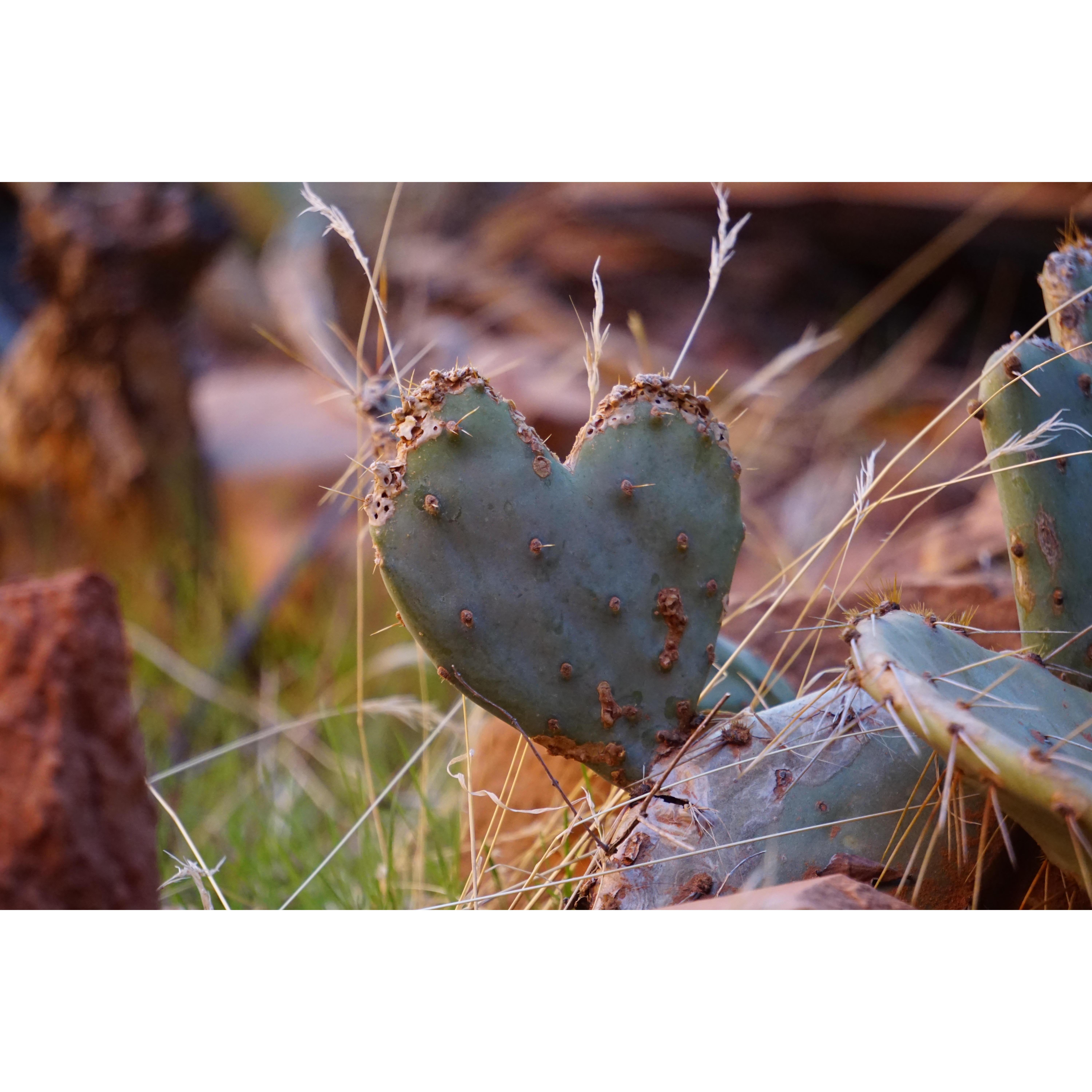 High Desert Life in Arizona