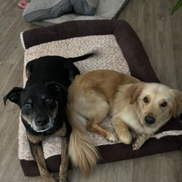 Honeymoon Animal Sitting
