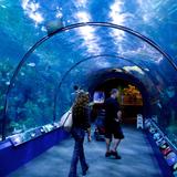 Audubon Aquarium
