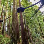 Redwood Sky Walk at Sequoia Park Zoo