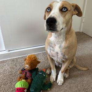 Sophie's Toy Fund