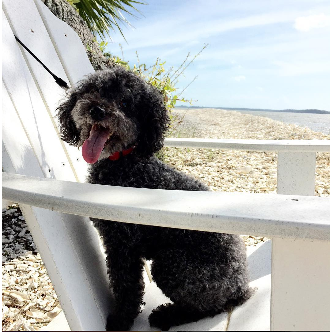 š¾ Even Pepper loves our spot