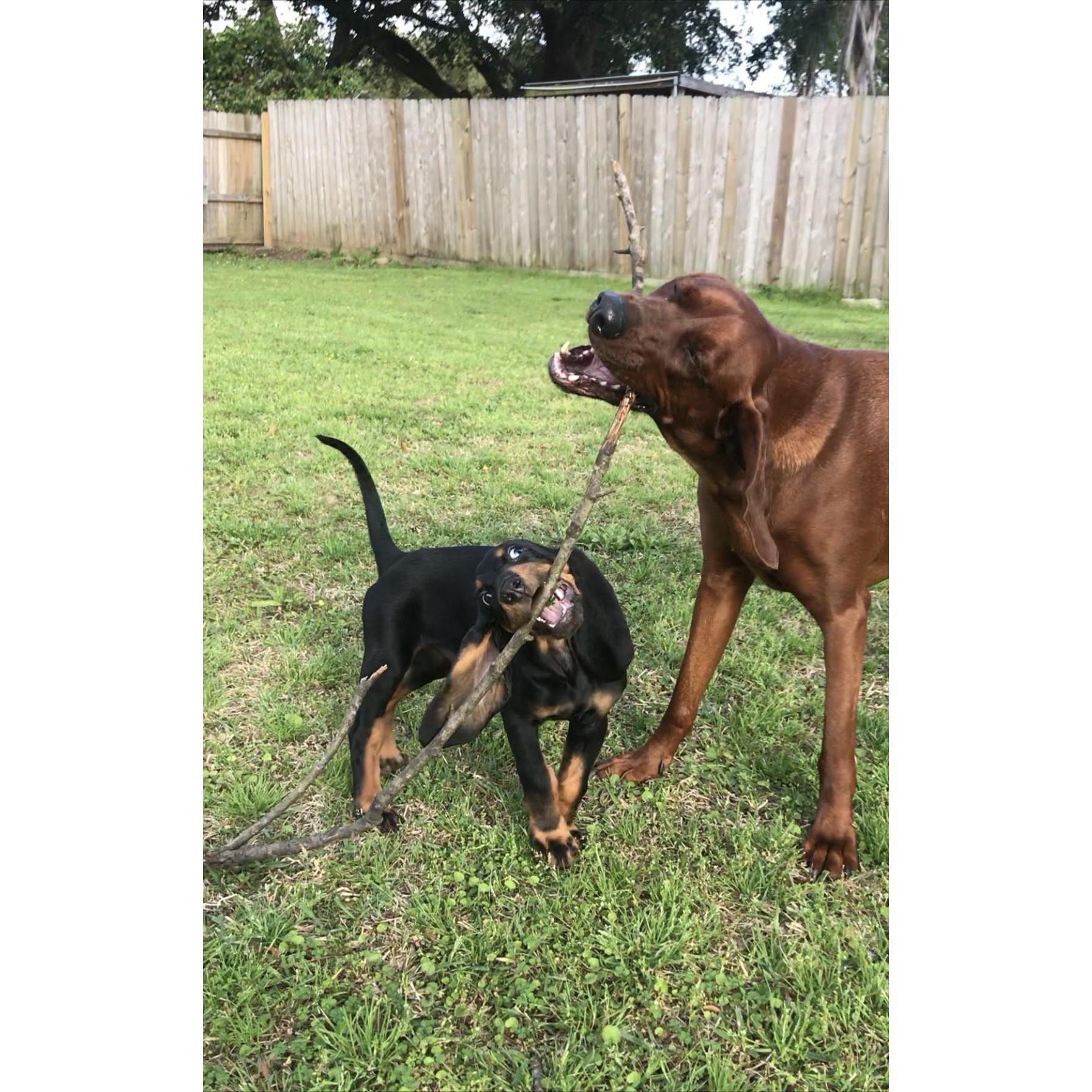 Our hounds, Nelson and Copper