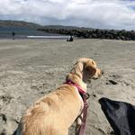 Doran Beach Road