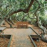 Elfin Forest