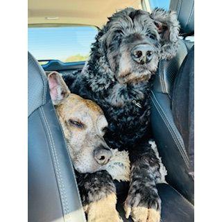 Jackson and Buster on a road trip.