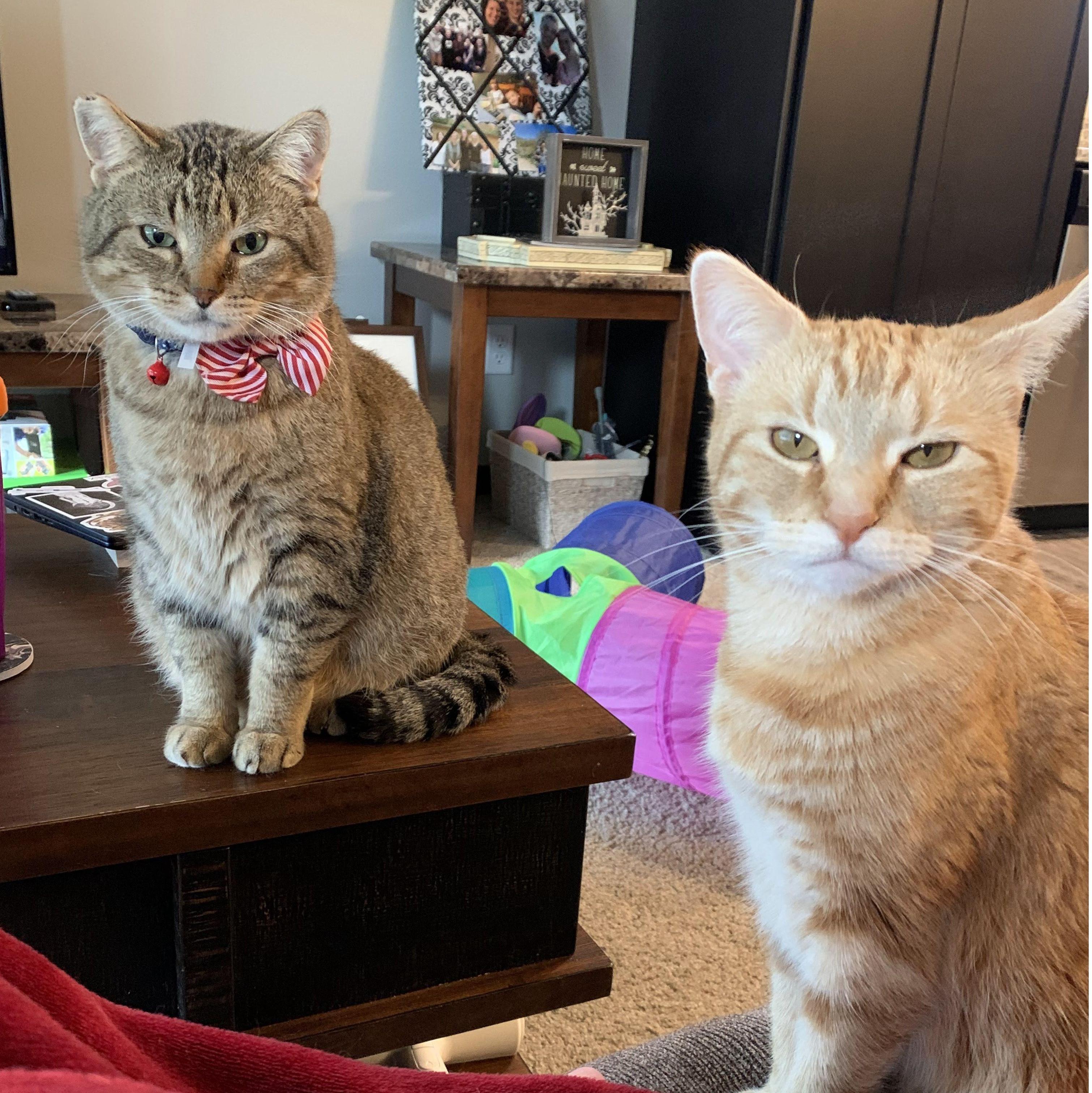 When we moved in together shortly after our trip, we had two cats that barely tolerated each other. Sam, the chunky tabby, wanted to be friends, while Dani, the orange girl, wanted to be left alone.