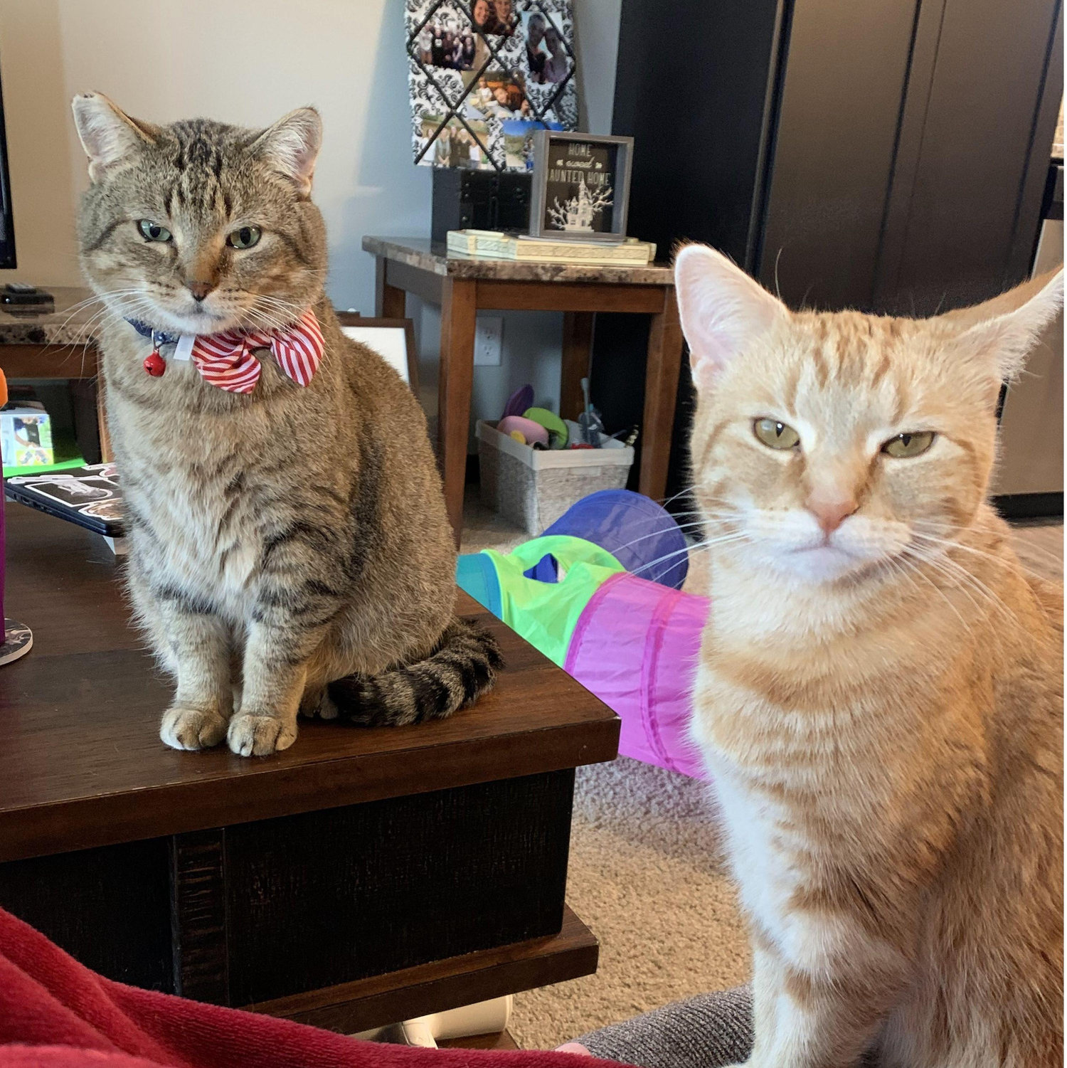 When we moved in together shortly after our trip, we had two cats that barely tolerated each other. Sam, the chunky tabby, wanted to be friends, while Dani, the orange girl, wanted to be left alone.