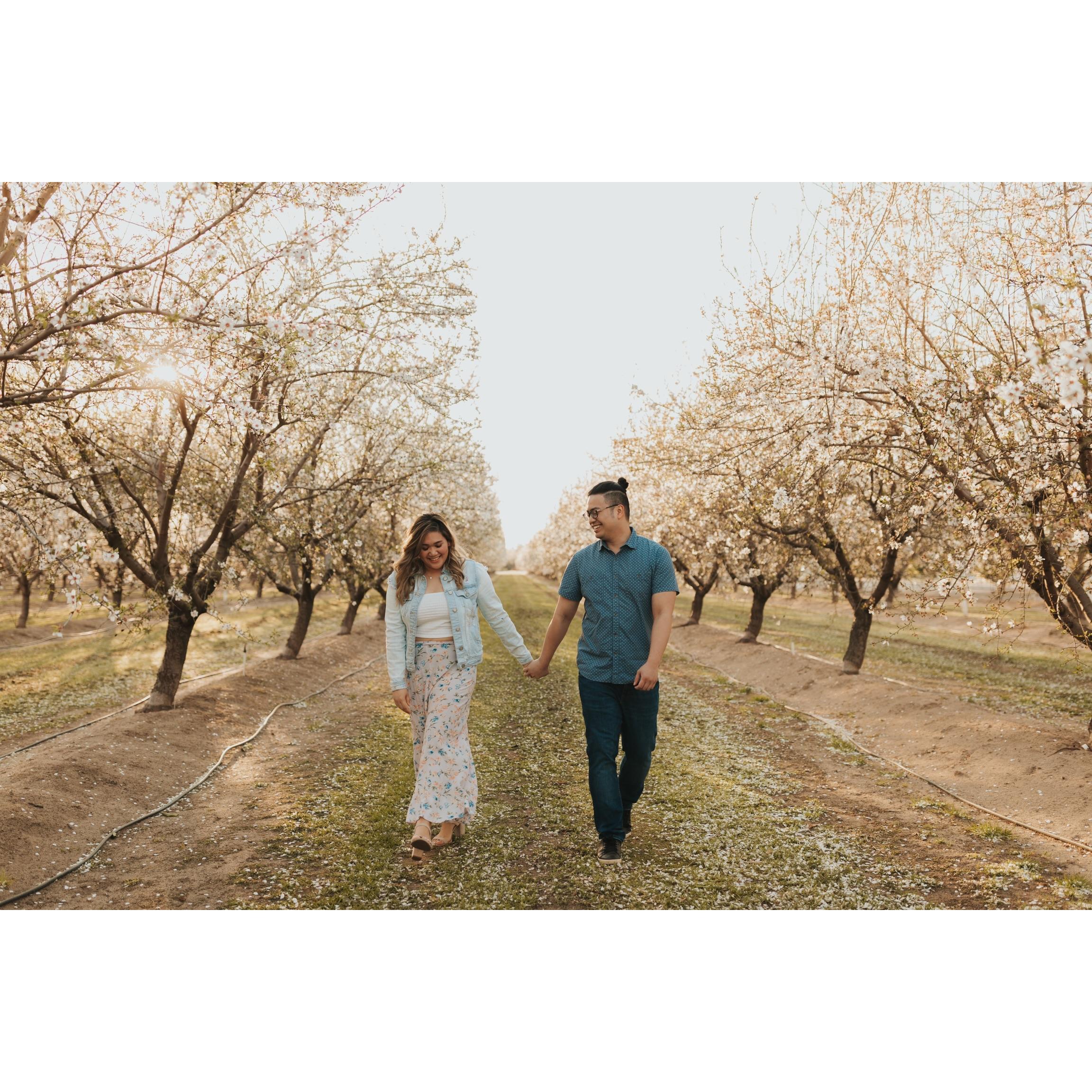 Almond Orchard — Modesto, CA