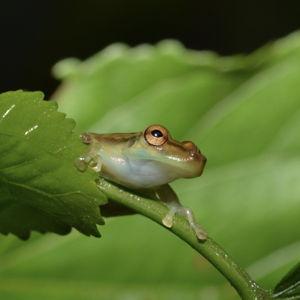 Guided Night Tour for Two in the Mindo Jungle