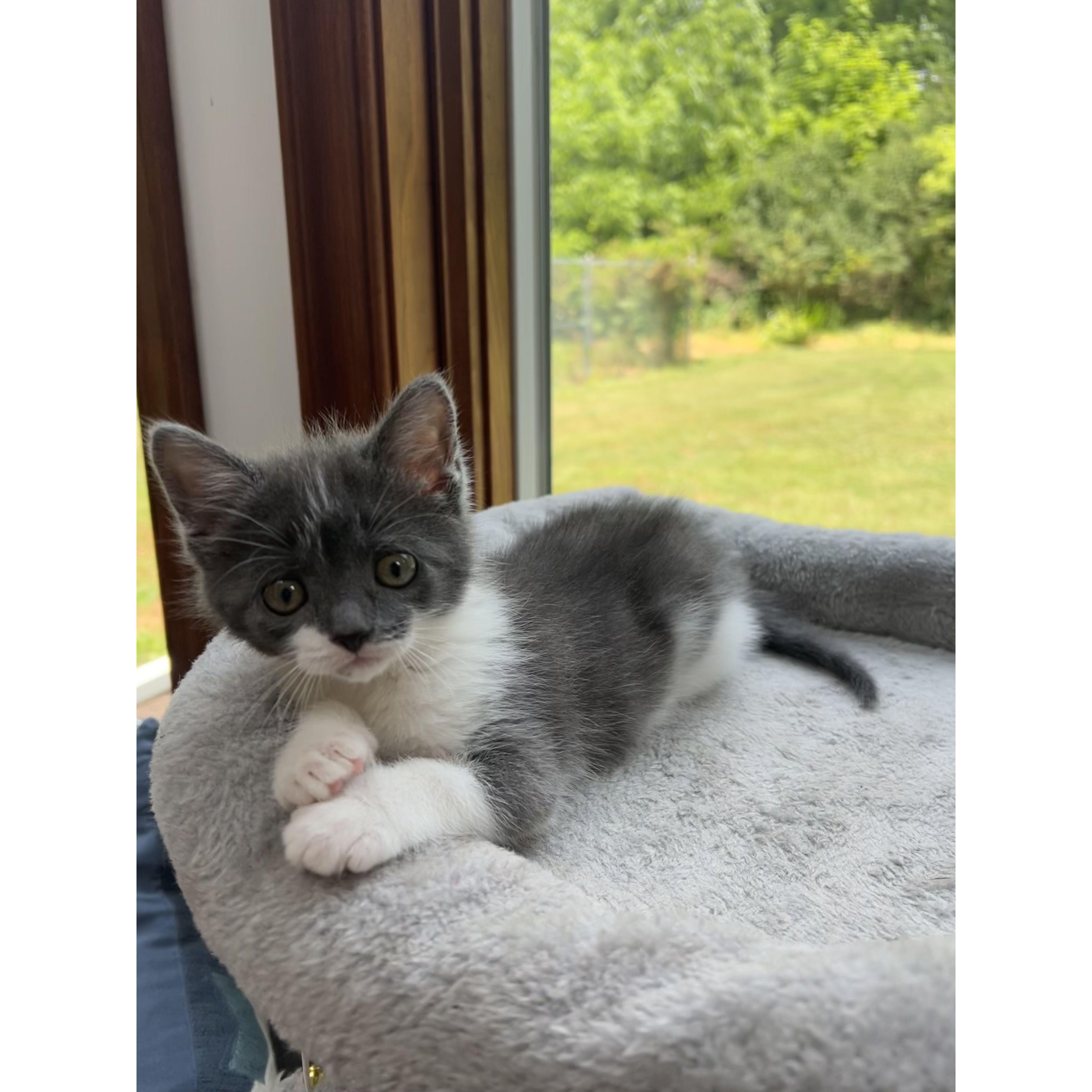 We got our second cat - 7/11/2023