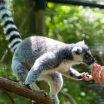 The Good Zoo
