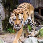 Lincoln Park Zoo