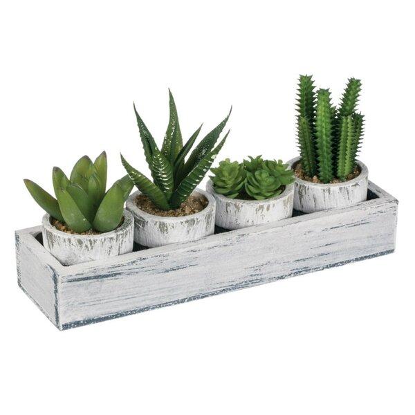 4 Piece Cactus Desktop Plant in Tray Set