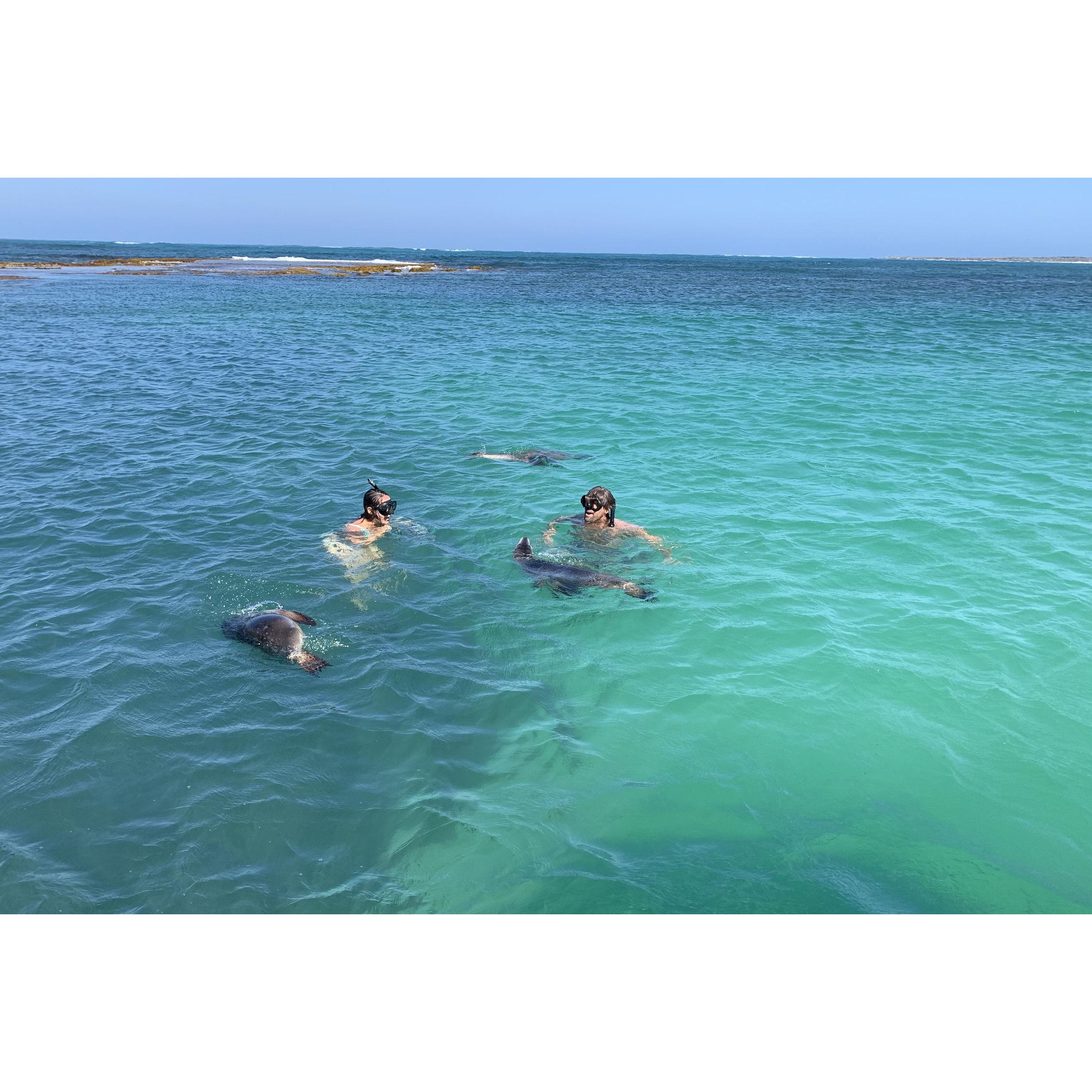 Swiming with Sea Lions in West Aus