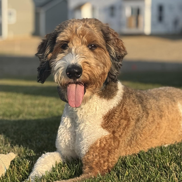 BarkBox