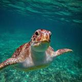 Swim with Turtles at Playa Akumal