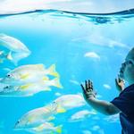 Adventure Aquarium