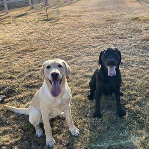 Year's Supply Of Pet Treats