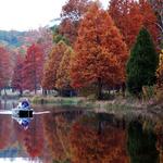 Ferdinand State Forest