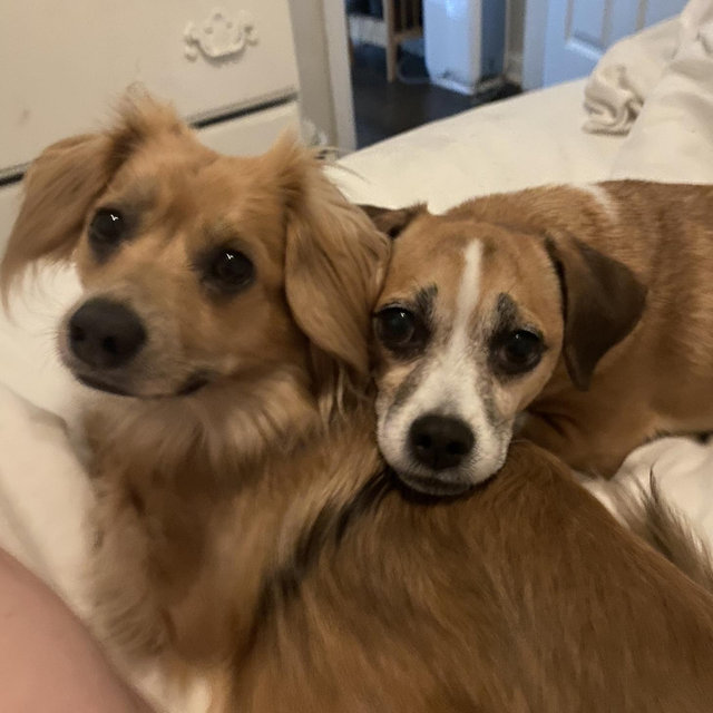 Sophie and Sadie’s Toy Fund