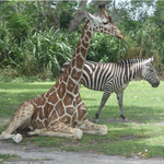 Zoo Miami
