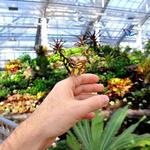 Butterfly Biosphere