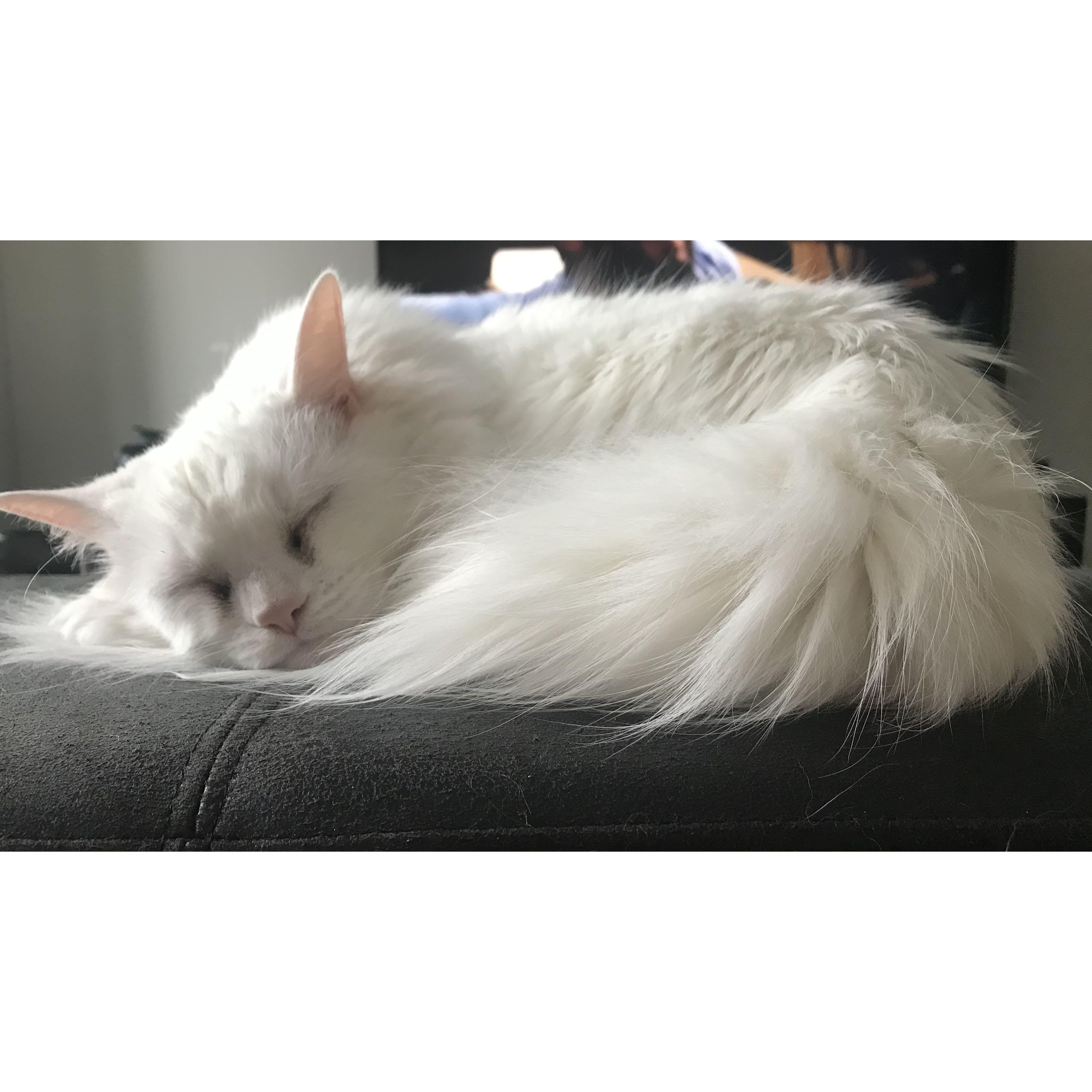 Moose was found on the side of the road by Josiah's friend's (Bridget) Mom in rural Virginia as a very small kitten. He's been spoiled ever since!