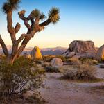 Joshua Tree National Park