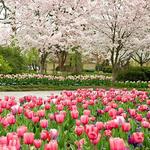 The Dallas Arboretum and Botanical Garden