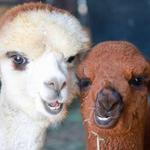 Black Barn Alpacas