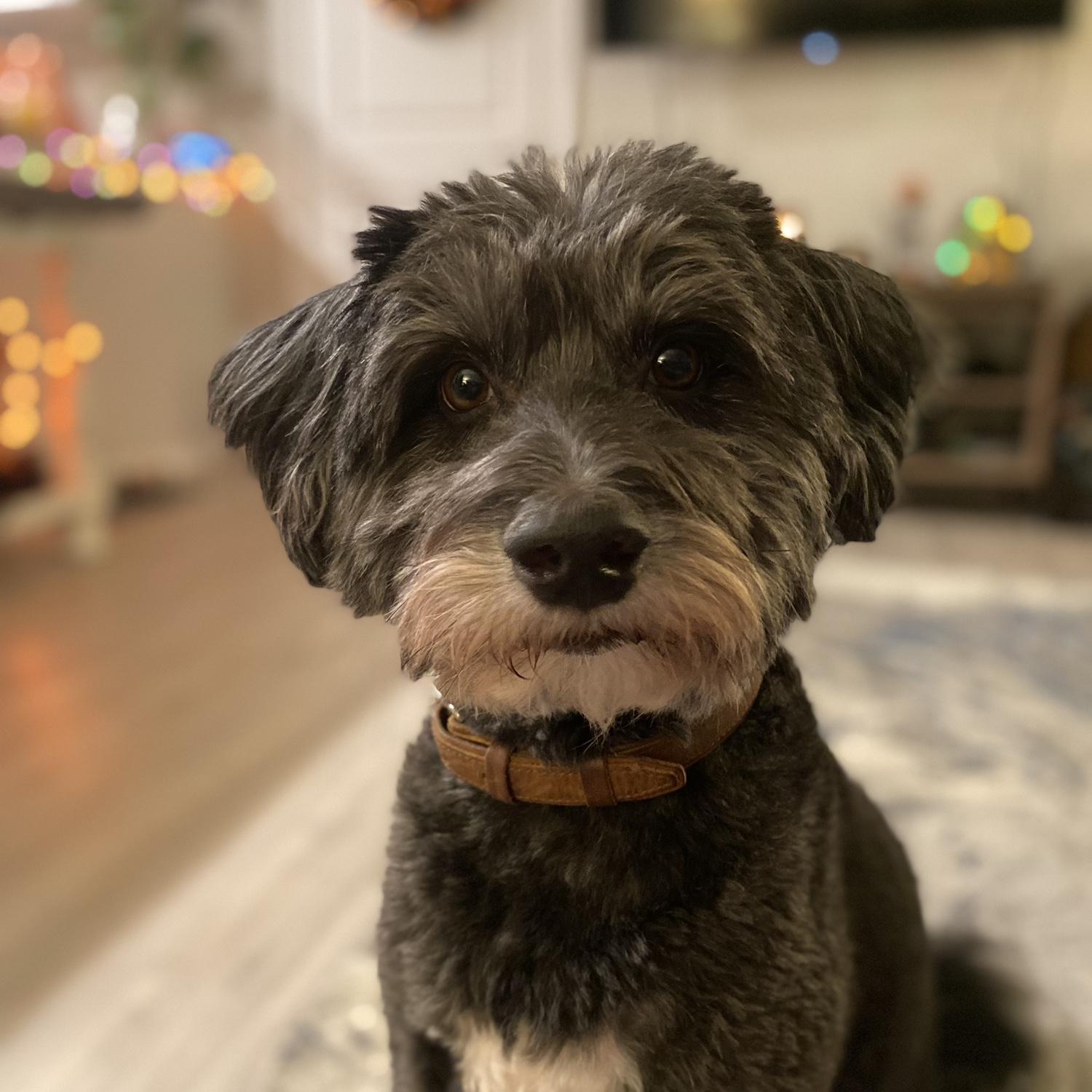 Our pup, Baylor. Aussiedoodle and friend to everyone he meets.